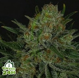 Variedades índicas puras