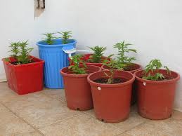 ocultar marihuana en exterior