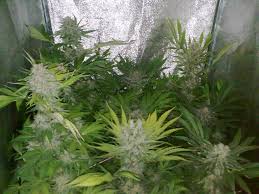 The Benefits of Growing Your Own Plants