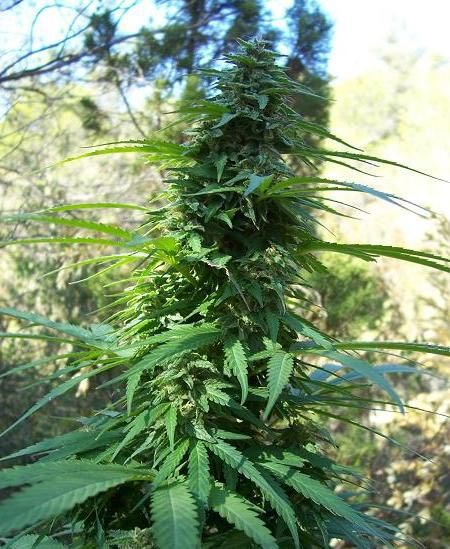 Variedades índicas puras