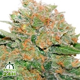 Variedades índicas puras