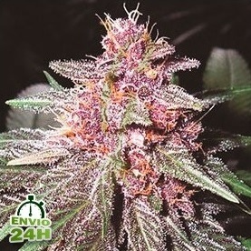 les meilleures varietes mauves de cannabis