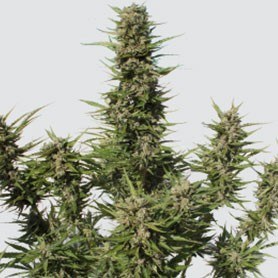 Guías de cultivo Guías de cultivo