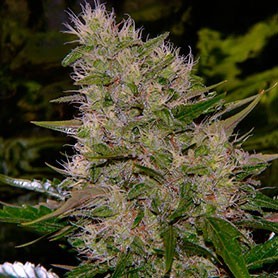 Sacar una madre Crítical Mr Nice