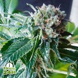 Black Domina
