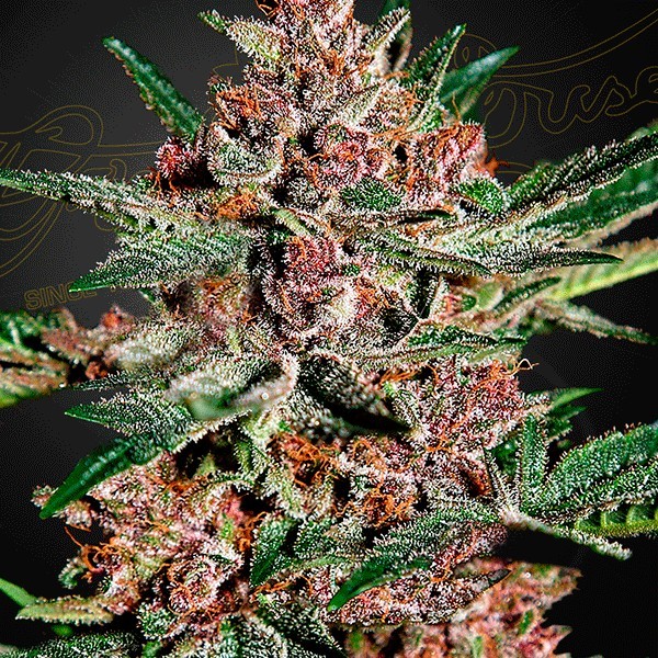 bubba kush
