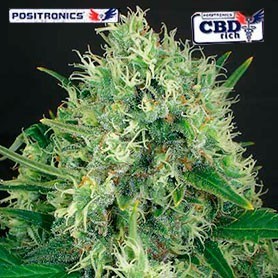 The best medicinal marijuana seeds high in CBD 