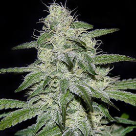 The best medicinal marijuana seeds high in CBD