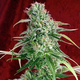 juanita la lagrimosa