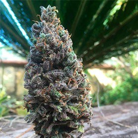 The best marijuana in the world