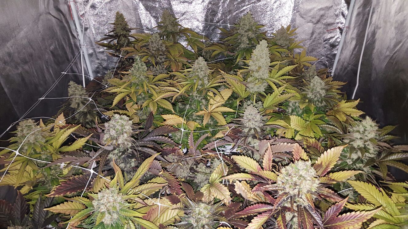 augmenter sa production de cannabis