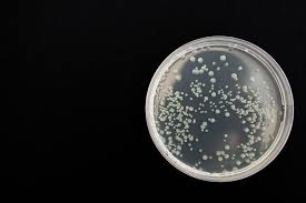 Beneficial Bacteria for Cannabis beneficial bacteria for cannabis