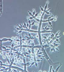 beneficial bacteria for cannabis