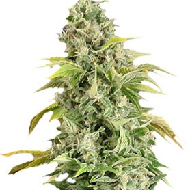 Apex Seeds