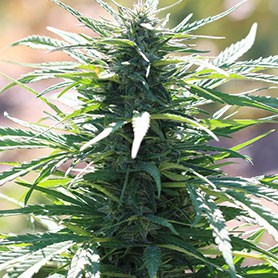 Apex Seeds – Free Marijuana Seeds