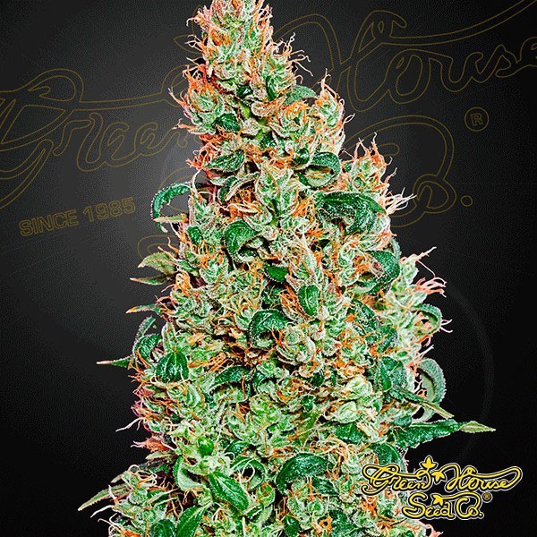 green o matic