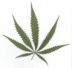 caracteristicas de la marihuana sativa