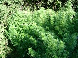 Différences morphlologiques entre chanvre et cannabis difference entre chanvre et cannabis morphlologique