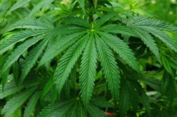 qu est ce que le jus de cannabis