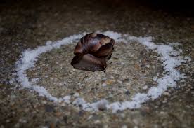 comment prevenir les limaces