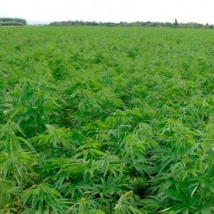 produit cannabis