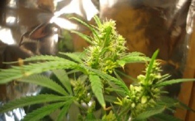 comment faire des graines feminisees