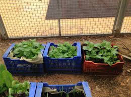 urban gardening