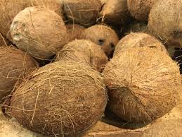 Cocos pour la préparation de charbon Filtre à charbon chambre de culture