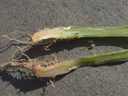 Fusarium Fungi