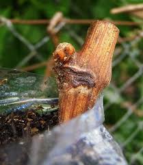 Fusarium fungi