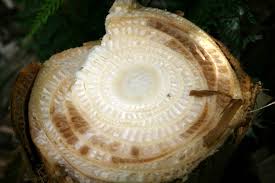 Fusarium fungi