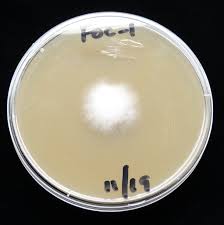 Petri dish