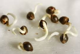 Seed germination