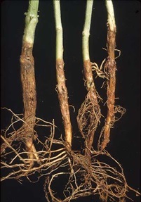 Le champignon fusarium sur les plantes de marijuana