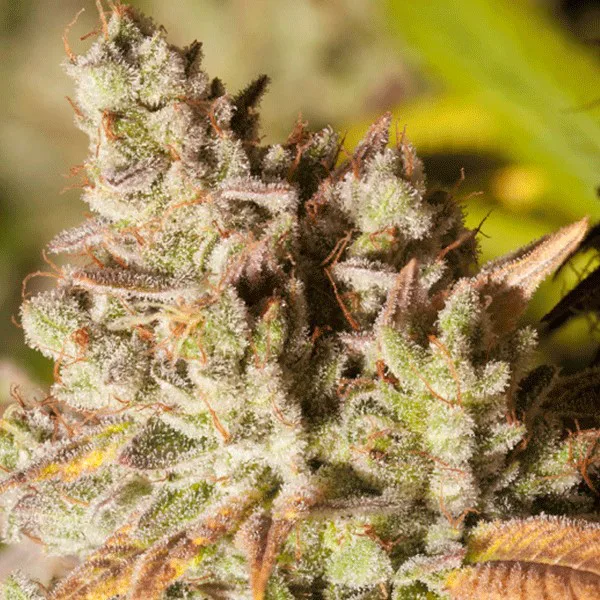 Les caractéristiques de la Gorilla Glue #4