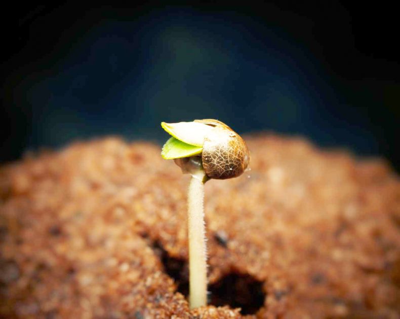 Germinación