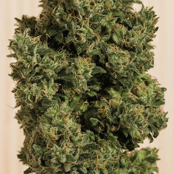 marijuana con alto contenuto in cbd