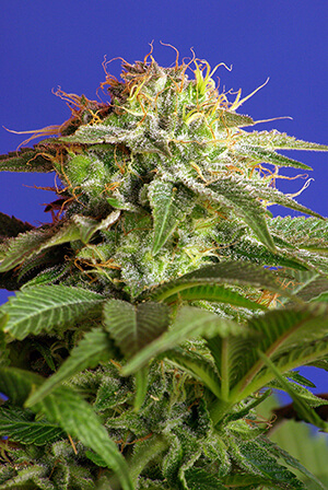 green poison