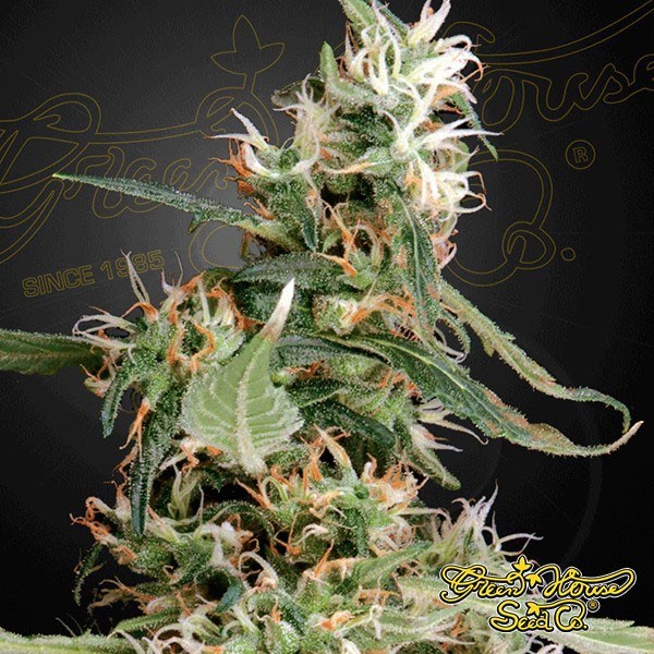 arjans ultra haze