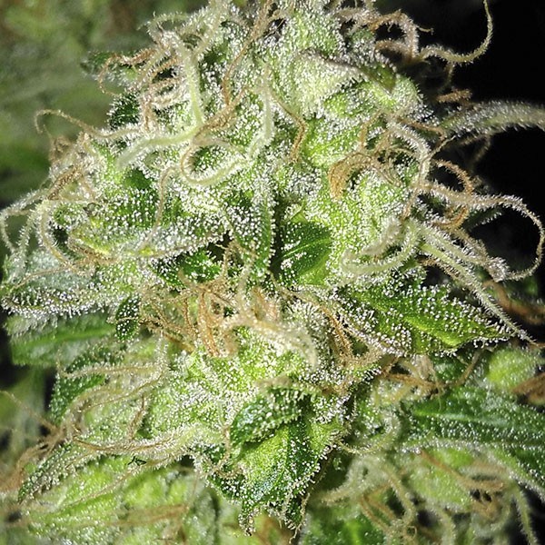 jack herer