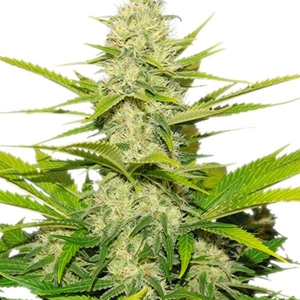skunk xl
