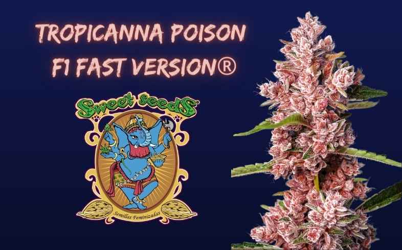 Tropicanna Poison F1 FV de Sweet Seeds