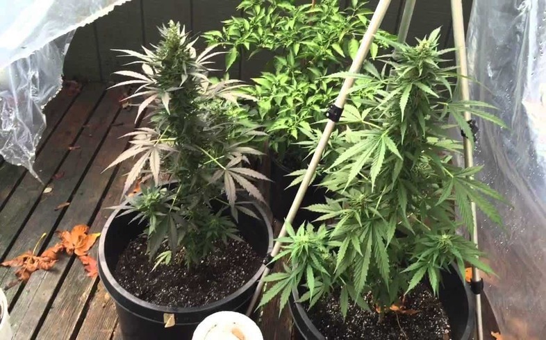 Super Lemon Haze super lemon haze