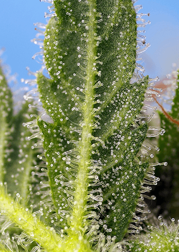 Runtz XL Auto de Sweet Seeds