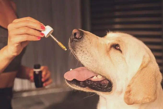 benefits of cbd for pets