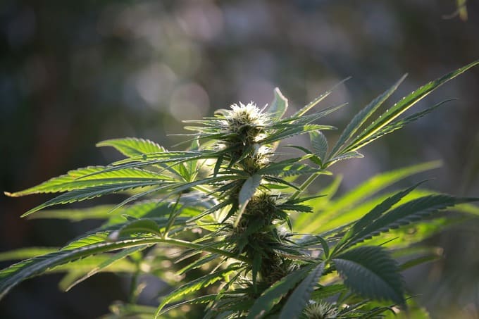 marihuana en climas humedos