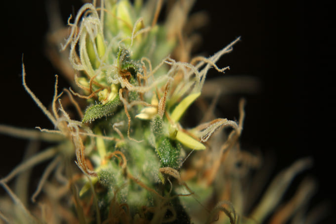 Hermaphrodite cannabis hermaphrodite weed