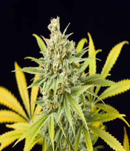 Noticias Cannábicas