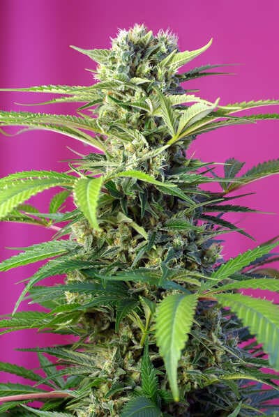 chem beyond diesel cbd