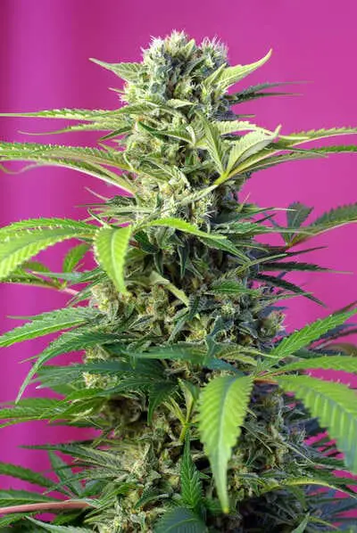 chem beyond diesel cbd